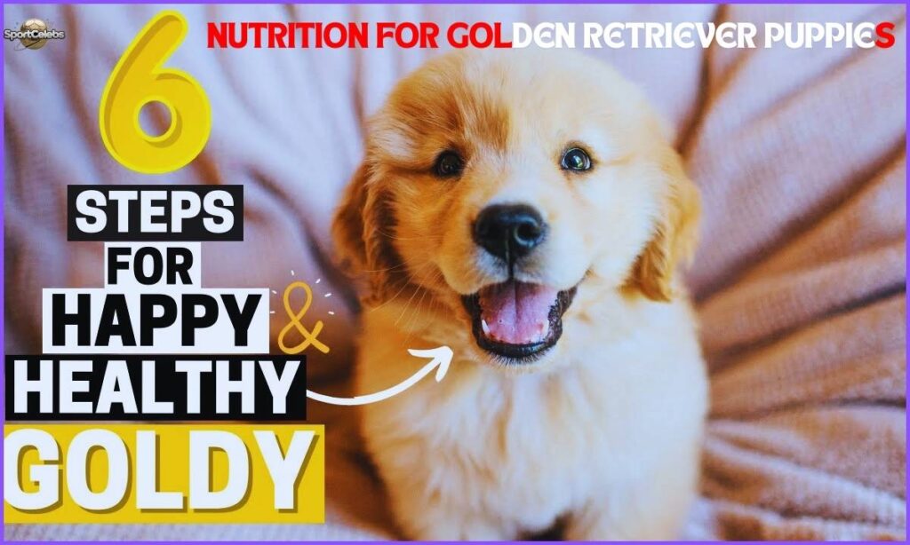 Nutrition for Golden Retriever Puppies (1)